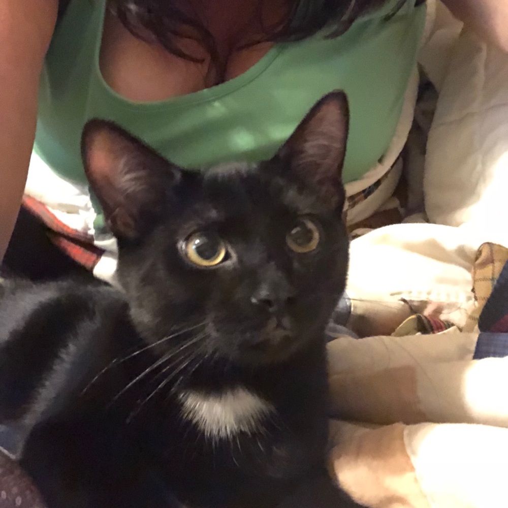 Follow Game - Picture 6 of 6